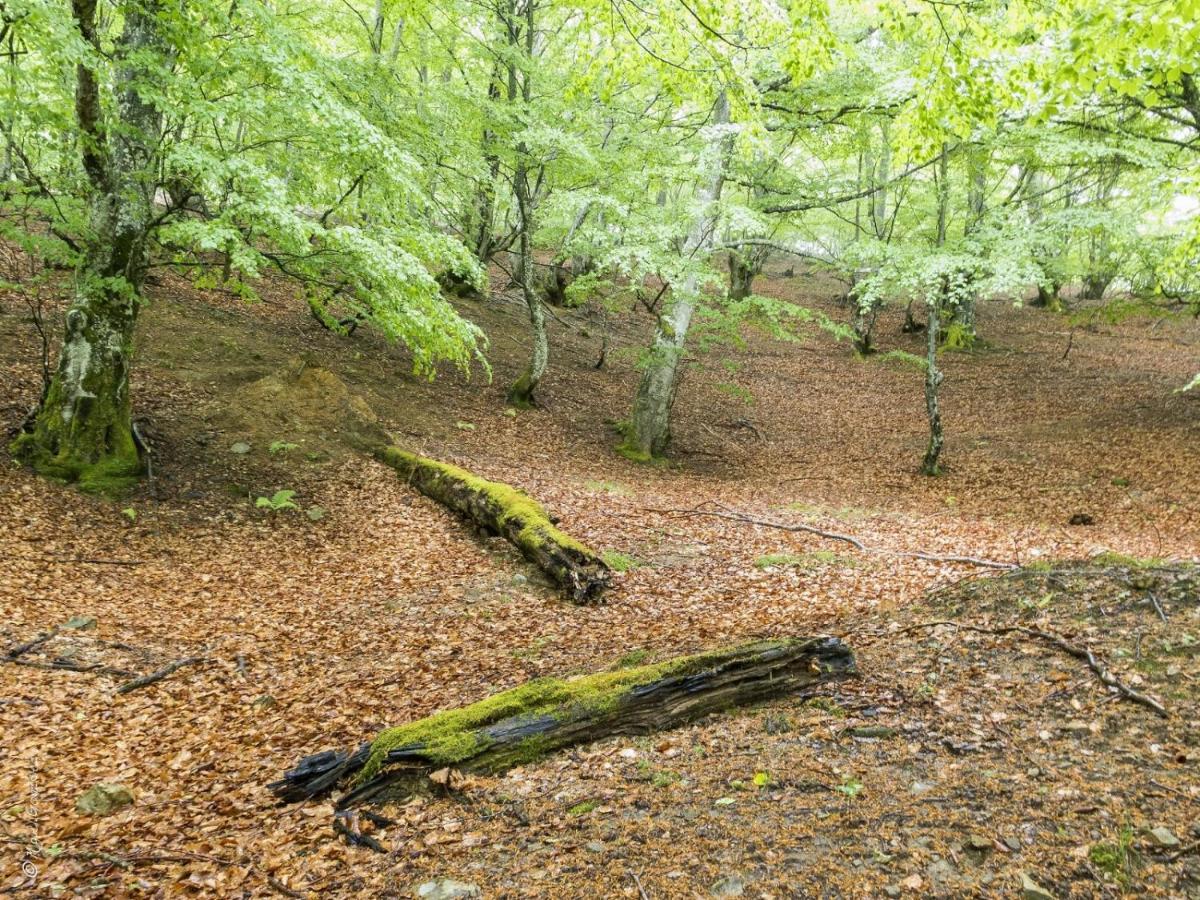 Apto. De Montana La Campa En Felechosa Exteriör bild